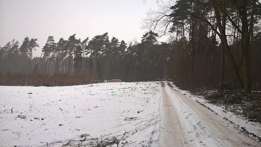Wycinka lasu, efekt dobrej zmiany