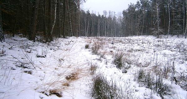 Zamarznięte bagna pozwoliły na swobodny przejazd