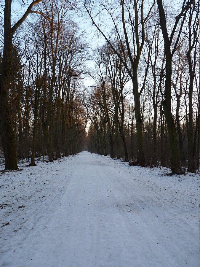 Lasek w Młocinach