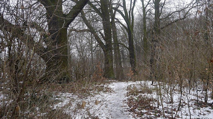 Bukowiec - parkowa alejka