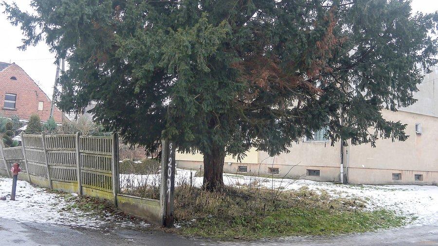 Bukowiec - jeden z cisów