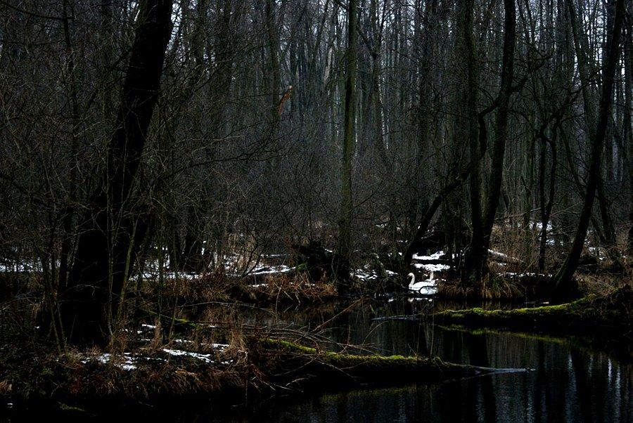 Niebieskie Źródła - Ile łabędzi widać na zdjęciu?