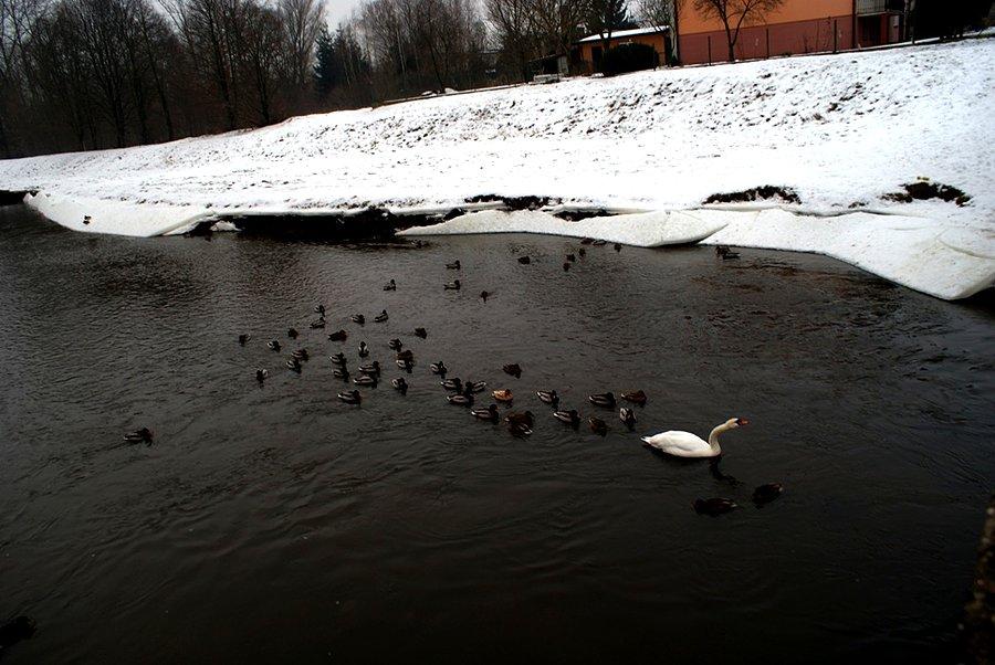 Armia kaczek na Wolbórce
