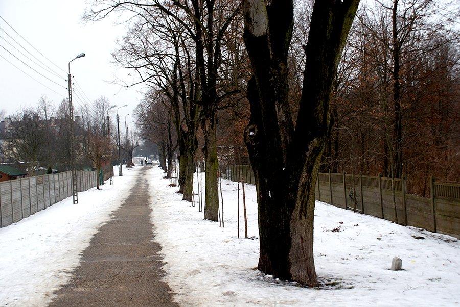 Aleją drzew dotrzemy do Parku Michałówek