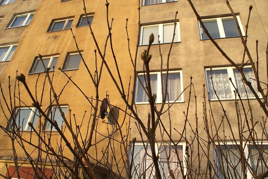 Moje oczy widzą zielone pąki, a Wasze?