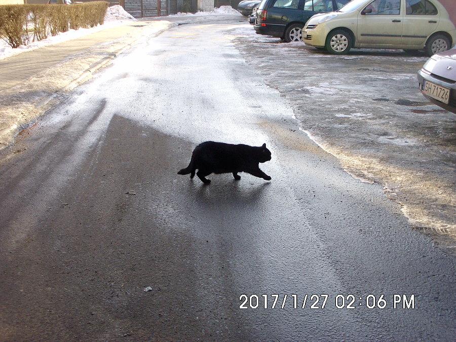 Inny majestatycznie sobie przechodzi....