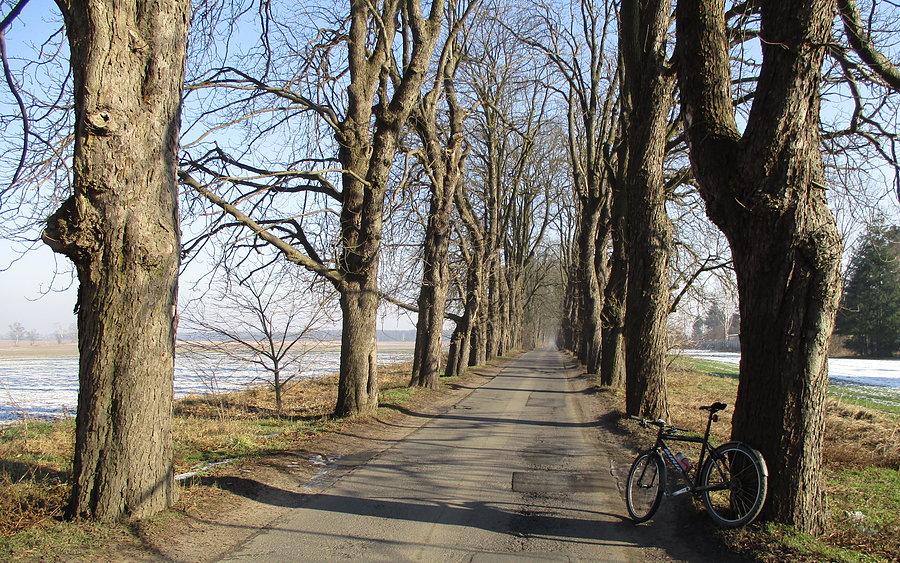 Aleja drzew na południowo-wschodnim krańcu Poznania