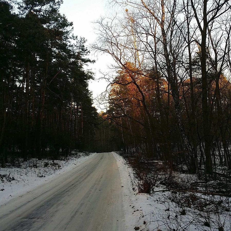 Droga Kampinos - Stara Dąbrowa