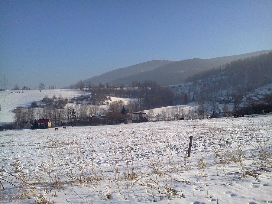 Jaworowy z Gutów