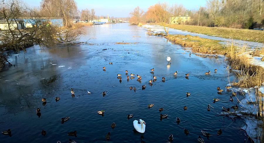 Ptaki na odrzańskim kanale
