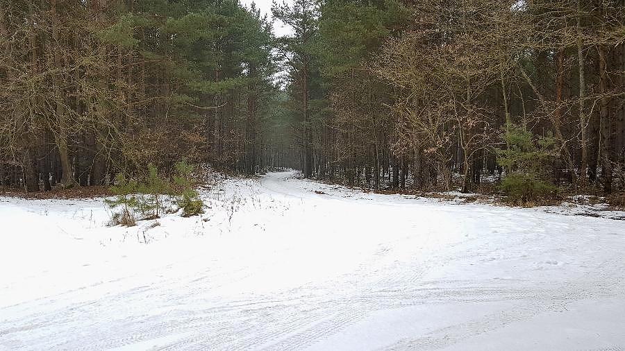 Zima na leśnych ścieżkach