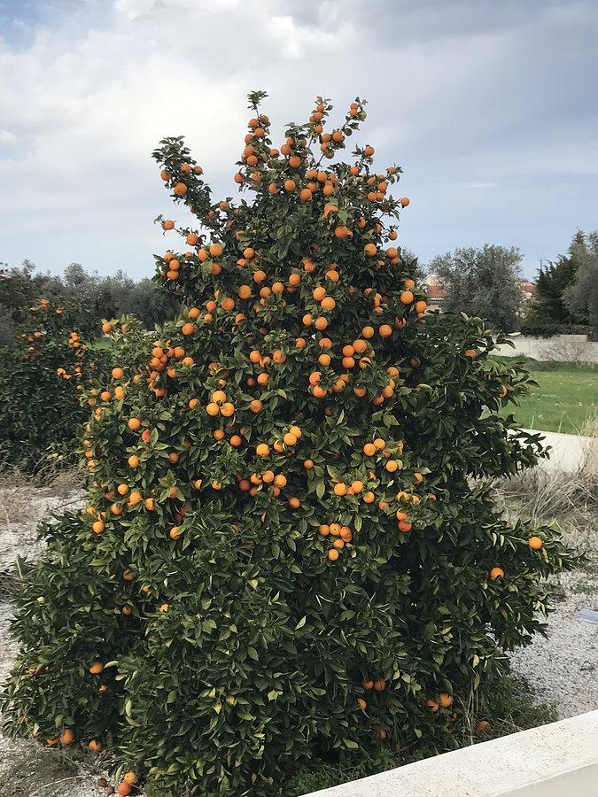 Pomarańcze jak marzenie