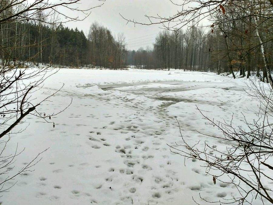 Nad leśnym stawem