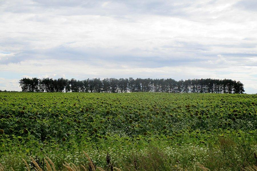Słoneczniki, dużo słoneczników