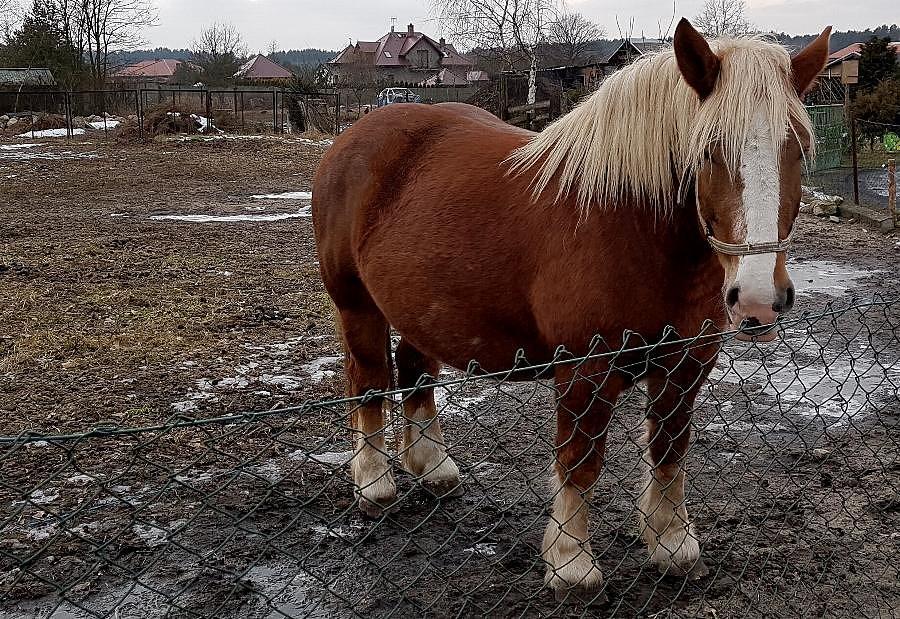 Koń w Sownie