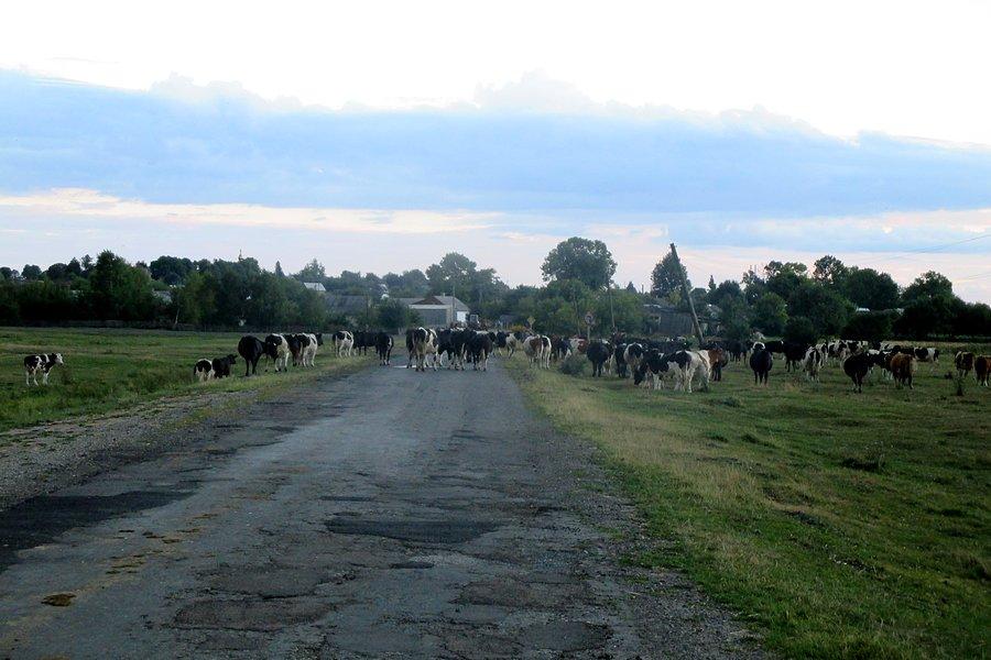 Wołyńskie krowy