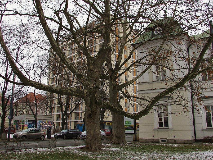 Platany przy Pałacu Przebendowskich