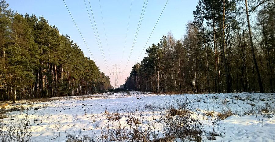 Linia wysokiego napięcia przez puszczę Wkrzańską