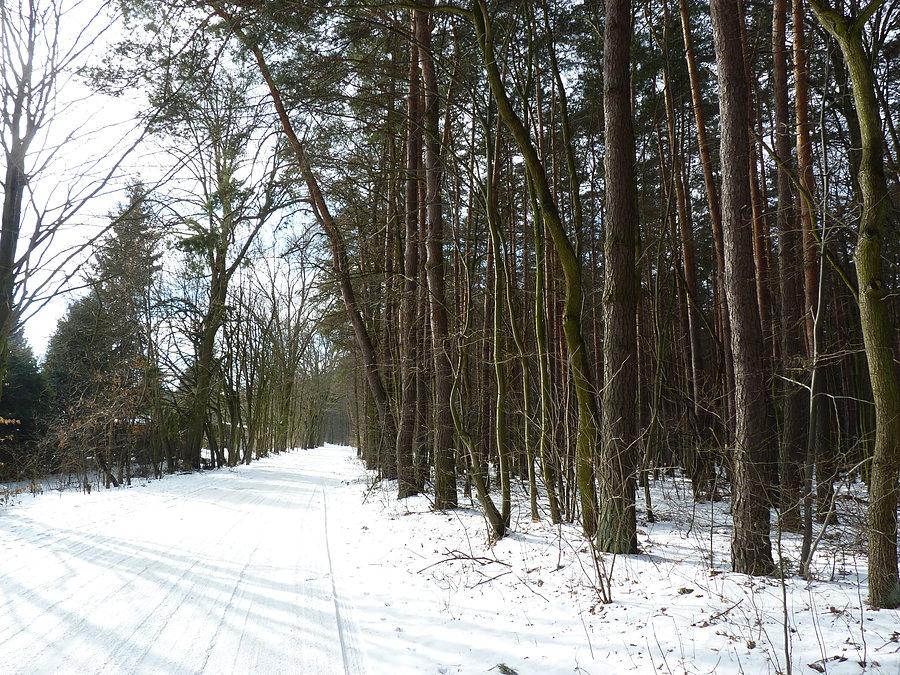 Przez las w Komorowie - nie było źle