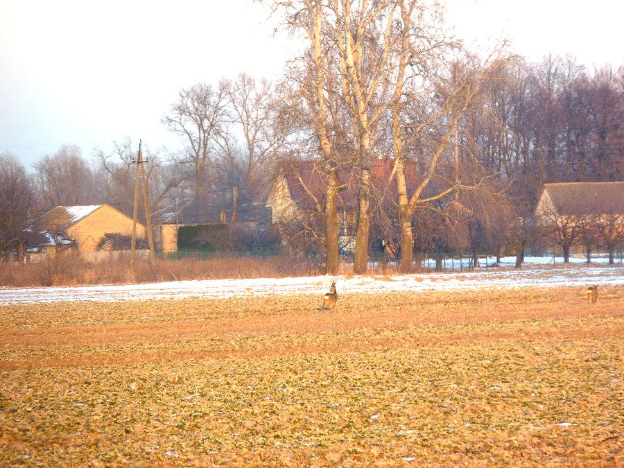 Nigdy nie widziałam takiej ilości saren co dziś. Tylko tą udało mi się sfotografować :)