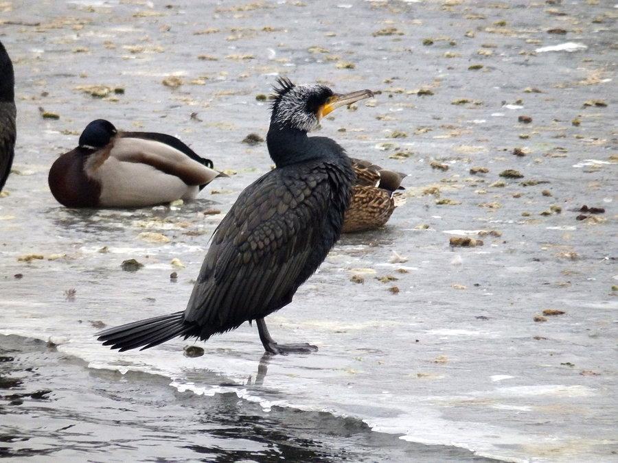 Kormoran