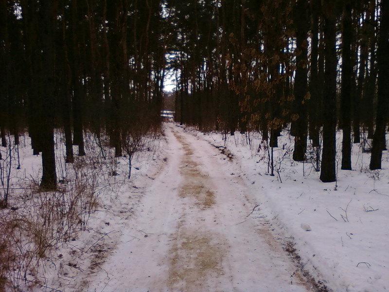 Posypana leśna droga