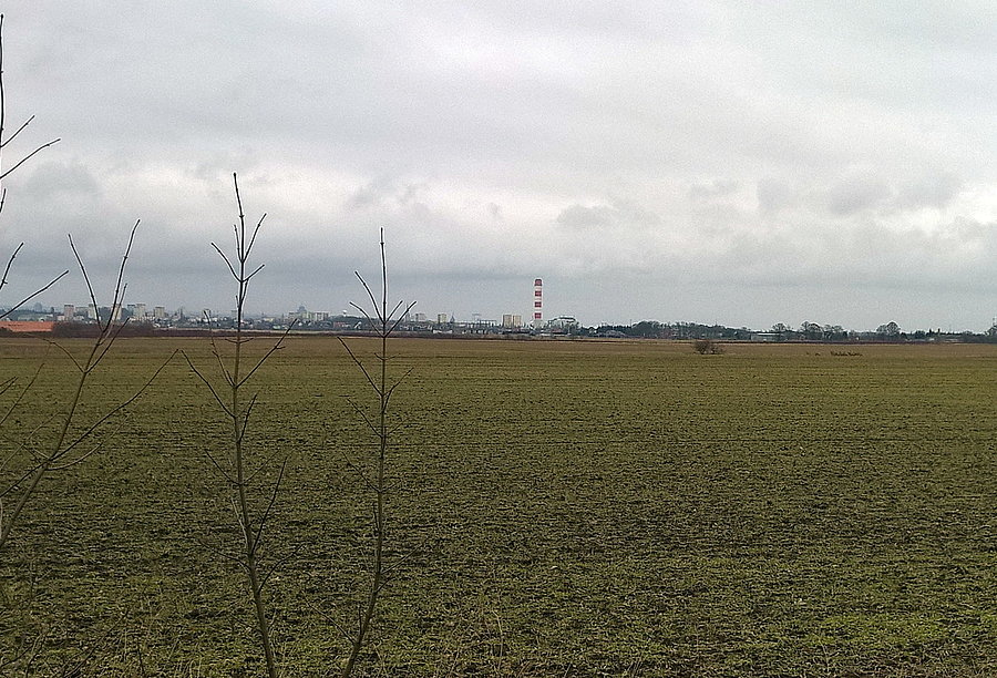 Z drogi Przecław - Kurów w oddali stadko saren. Niestety smartfon nie dysponuje zoom'em
