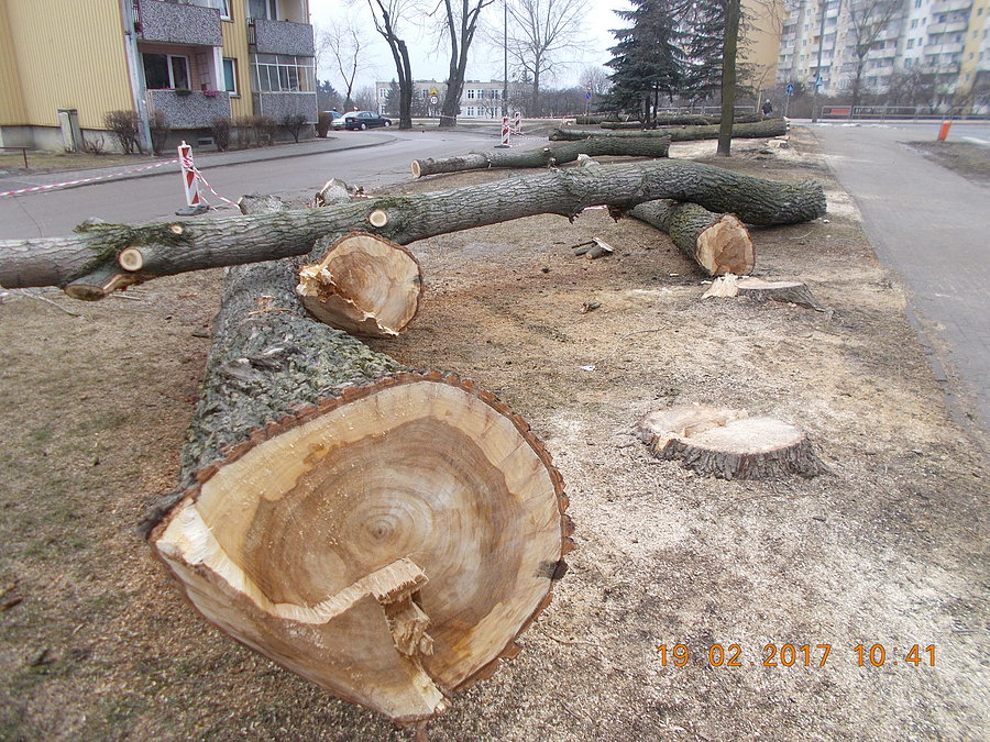 Wielka ścinka