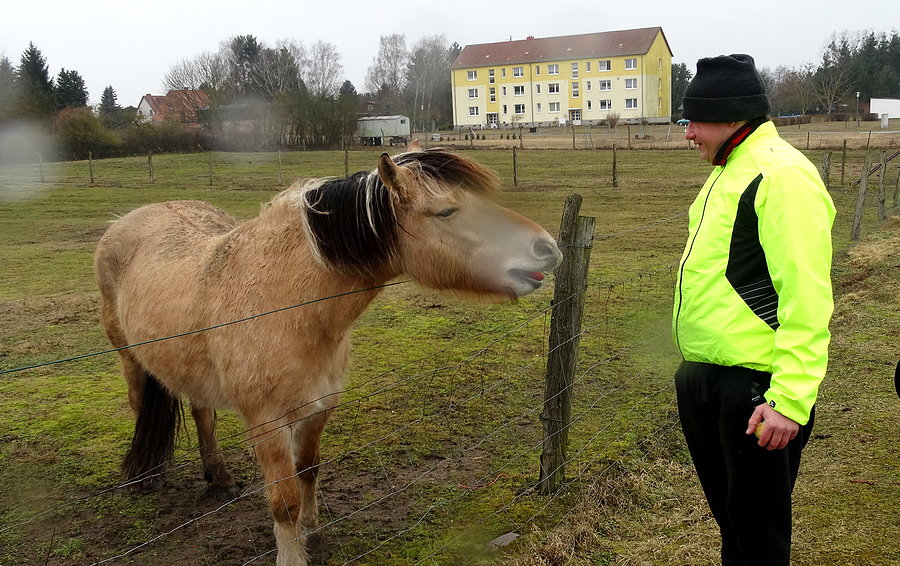 Konik z Blankensee konsumuje jabłko
