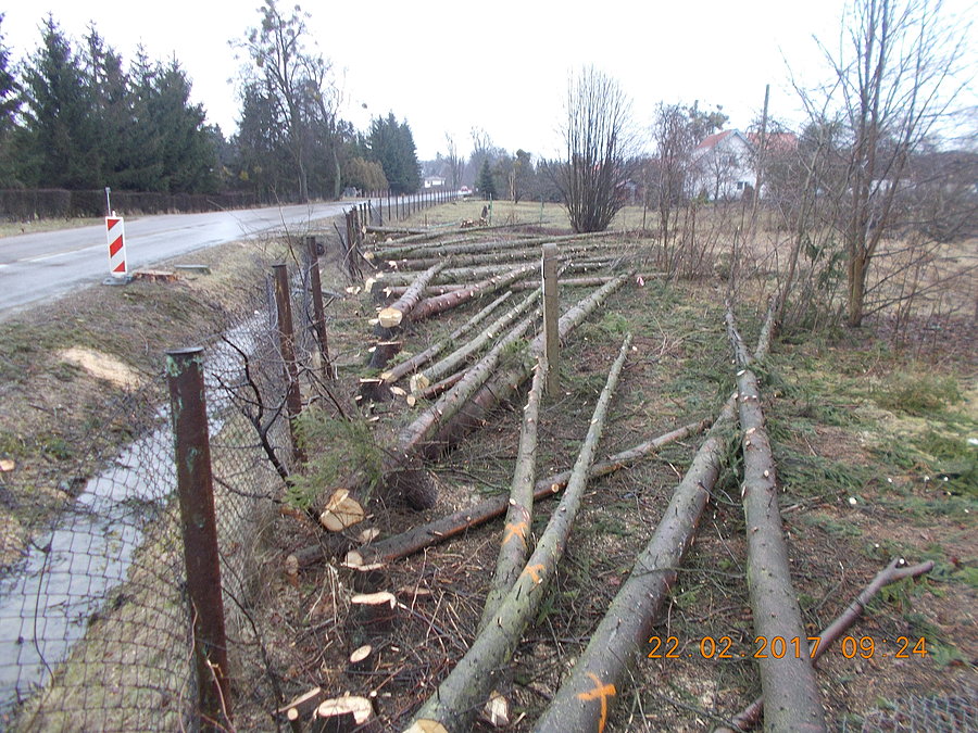Wycinka drzew pod DDRkę na Fromborskiej