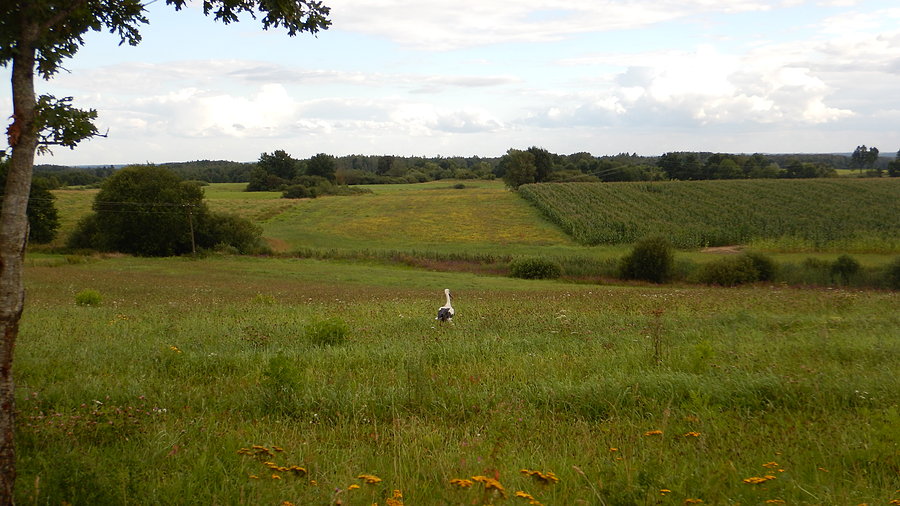 Wyprawa, dzień 6 - bociek