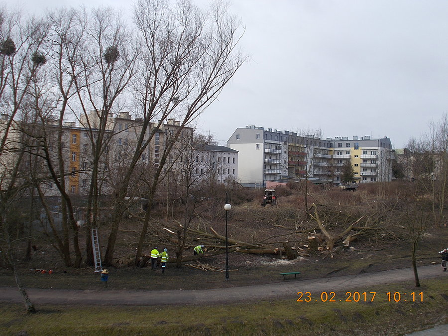 Wycinka drzew
