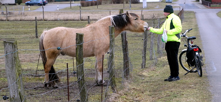Konik z Blanknesee i Kuba, drugi konik nie zdążył przybiec