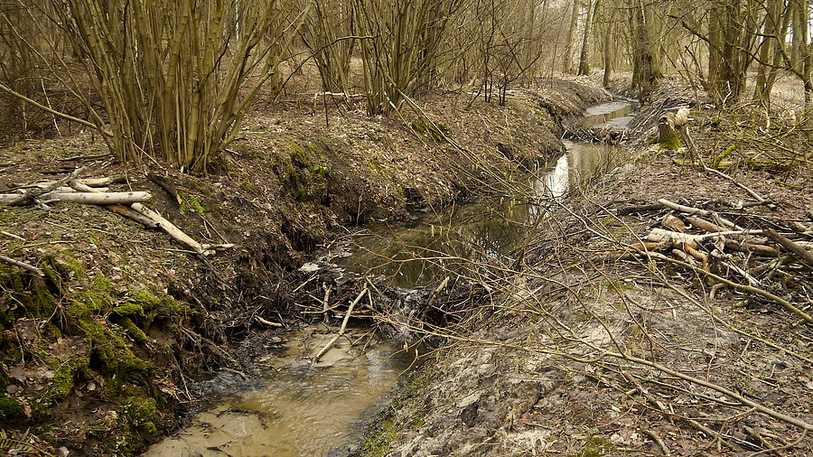 Rokitno - działalność bobrów