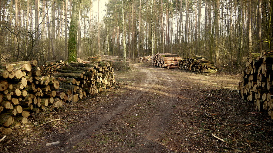 Goraj-Przytoczna