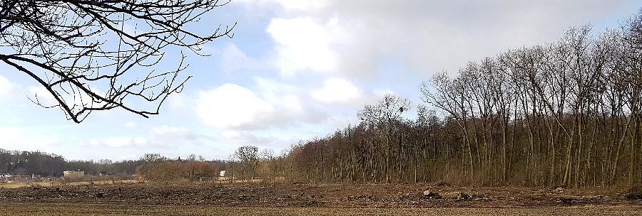Wycinka w Koszewku