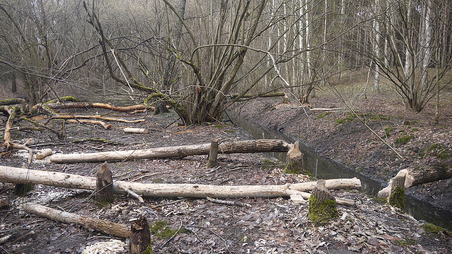 Rokitno - ślady żerowania bobrów