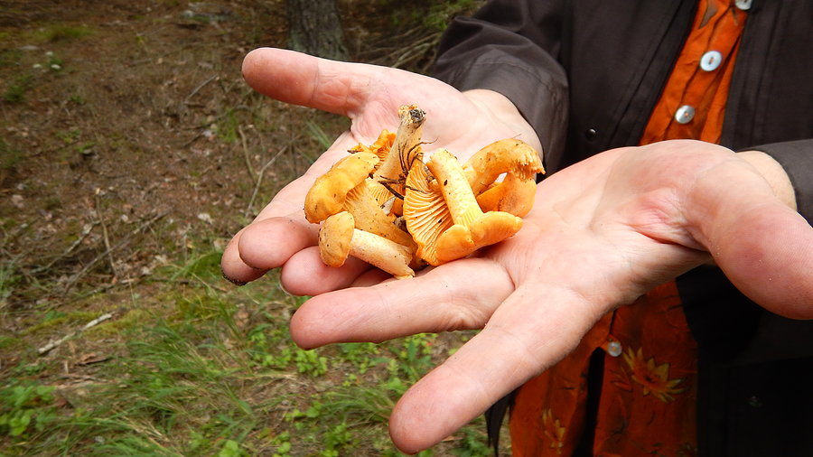 Wyprawa, dzień 9 - kurki