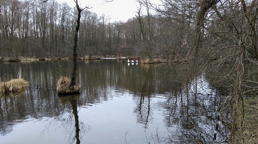3 łabędzie odpoczywają na Niebieskich Źródłach