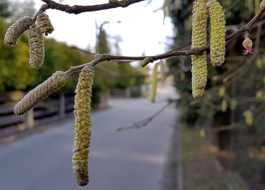Kolejne objawy wiosny