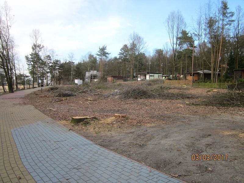 Wycinka drzew