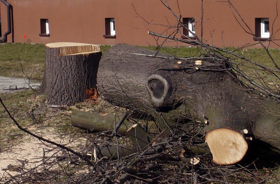 A jednak tną
