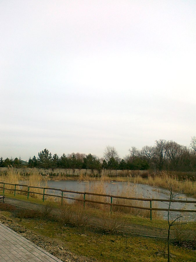 Staw w Borzęcinie