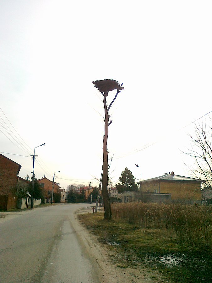 Trakt Królewski