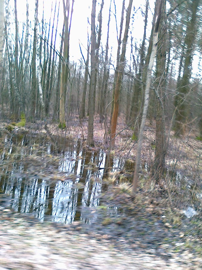 Łosiowe błota