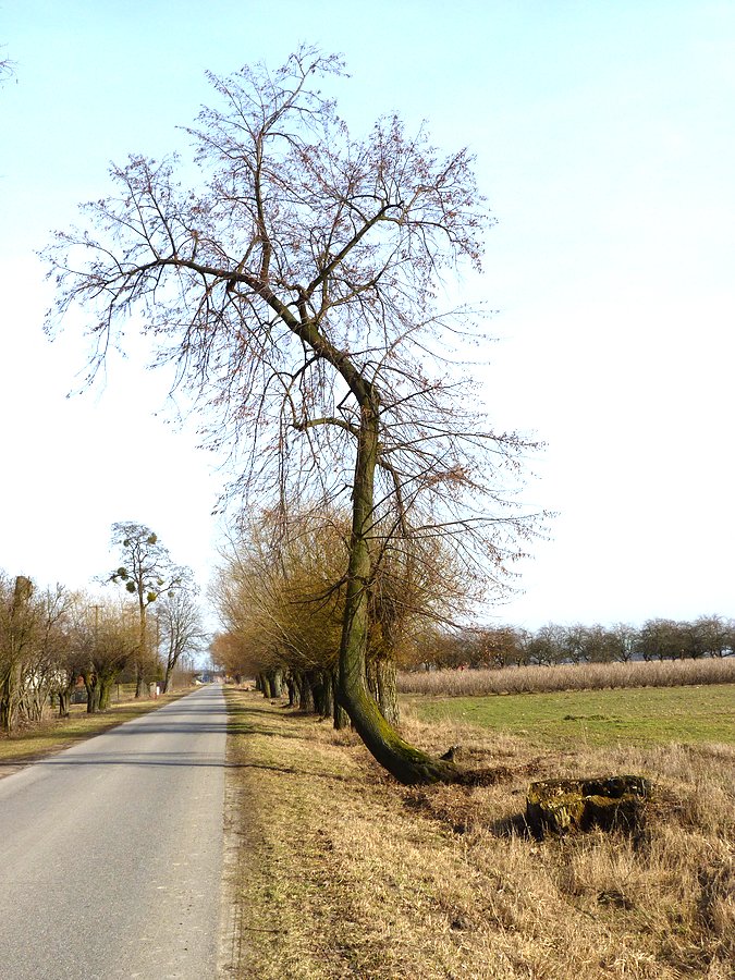 Podczas wycieczki widziałam masową zagładę drzew - coś okropnego :(