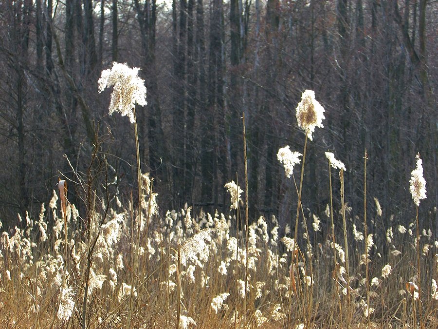 Trzcinowisko w rezerwacie Skarpa Ursynowska