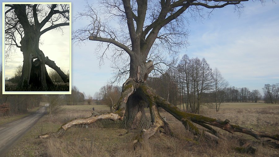Lipki Małe - pomnikowy dąb