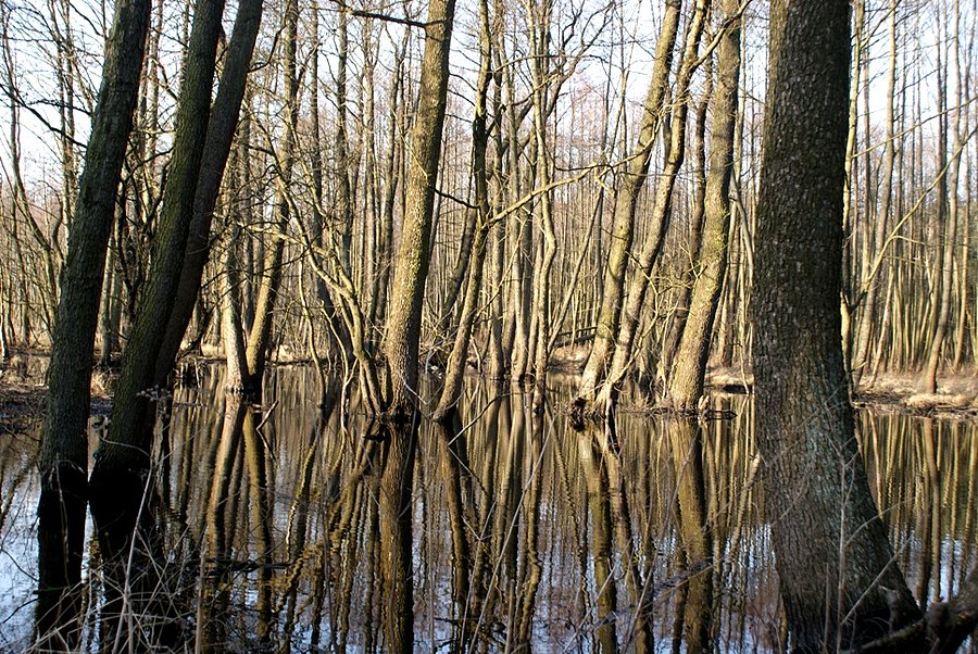 Wodne drzewa