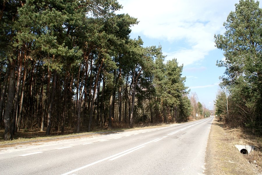 Mógłby ten las zostać ze mną przez całą drogę do Tomaszowa, proszę...silny wiatr dzisiaj sprawia mi niemiłe psikusy